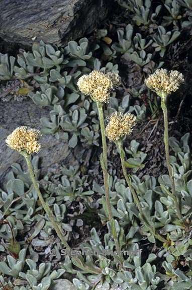 antennaria corymbosa 1 graphic